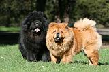 CHOW CHOW 605